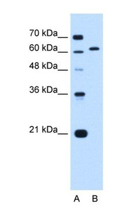 LMNB2 antibody