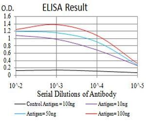 LMNB2 Antibody