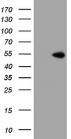 LMO2 antibody