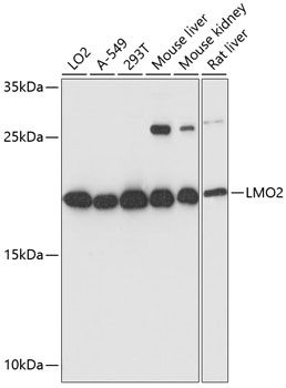 LMO2 antibody
