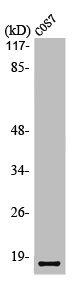 LMO3 Antibody