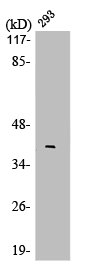 LMO4 Antibody