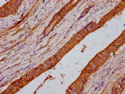 LMO7 Antibody