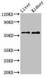 LMP2 antibody