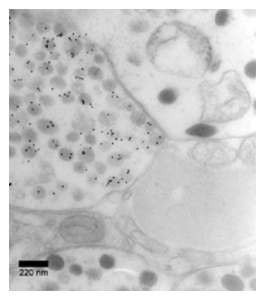 LMS antibody