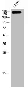 LMTK2 Antibody