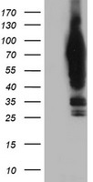 LNK (SH2B3) antibody