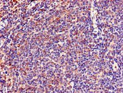 LNX1 Antibody
