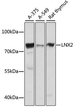 LNX2 antibody