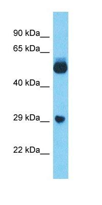 LOC100132249 antibody