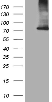 LOC100287896 antibody