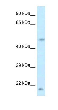 LOC100360413 antibody