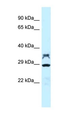 LOC100362453 antibody