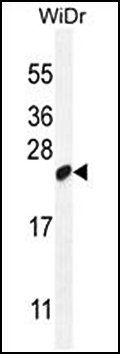 LOC147646 antibody