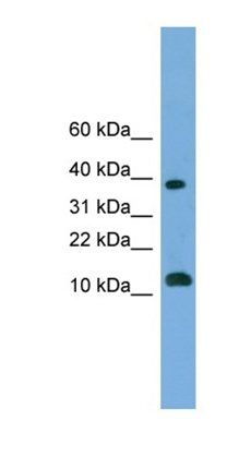 LOC152586 antibody