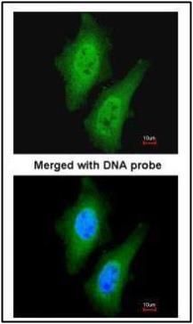 LOC169436 antibody