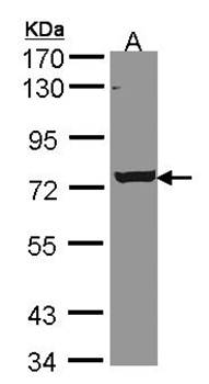 LOC169436 antibody