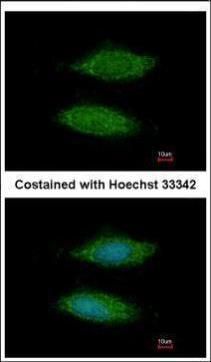 LOC283129 antibody