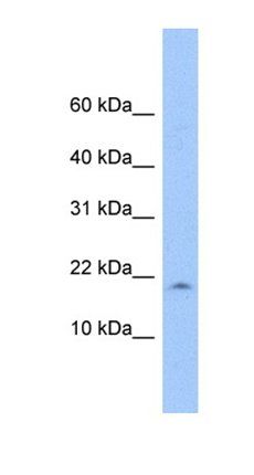 LOC285033 antibody