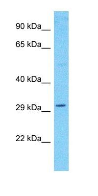LOC349136 antibody
