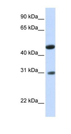 LOC388323 antibody