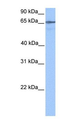 LOC388553 antibody