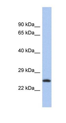 LOC441476 antibody