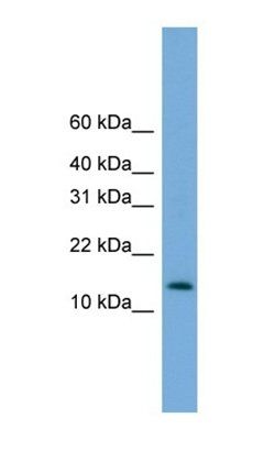 LOC546094 antibody