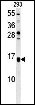 LOC552889 antibody