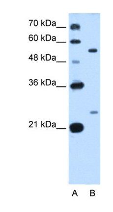 LOC642486 antibody