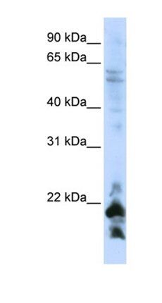 LOC647169 antibody