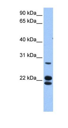LOC732272 antibody