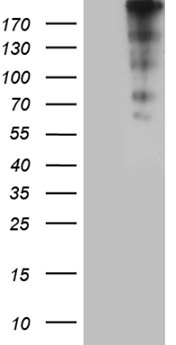 LONRF3 antibody