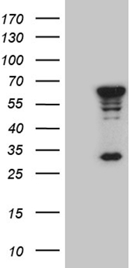 LONRF3 antibody