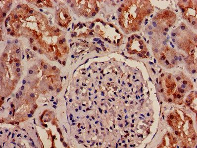 OLR1 Antibody