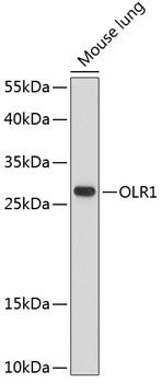LOX-1 antibody