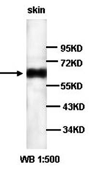 LOXL1 Rabbit Polyclonal Antibody