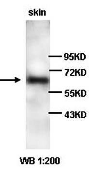 LOXL1 Rabbit Polyclonal Antibody