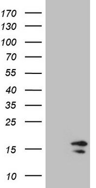 LOXL2 antibody