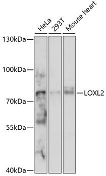 LOXL2 antibody