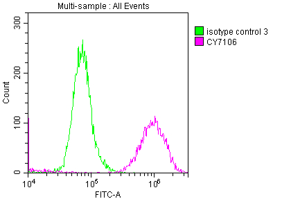 LOXL2 Recombinant Monoclonal Antibody