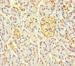 LOXL3 Antibody