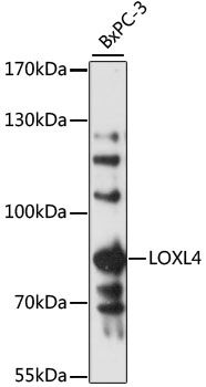 LOXL4 antibody