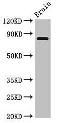 Loxl4 Antibody