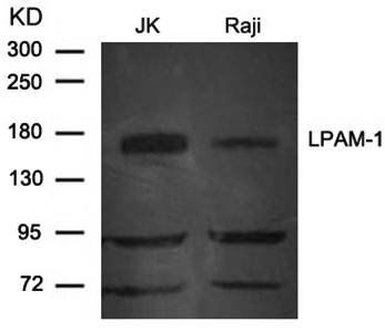 LPAM(Integrin α4, CD49d) Antibody