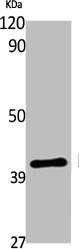 LPAR3 Antibody