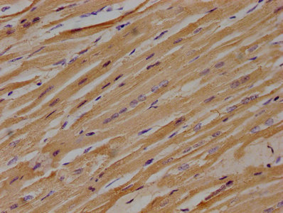 LPAR3 Antibody