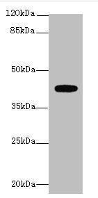 LPAR4 Antibody