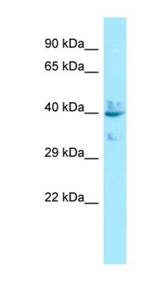 LPAR4 antibody