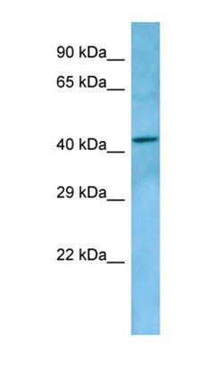 LPAR5 antibody